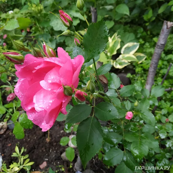 превью изображения отзыва