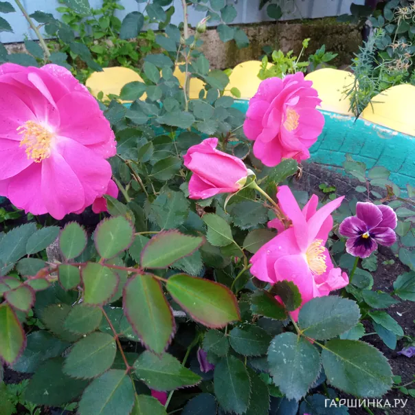 превью изображения отзыва