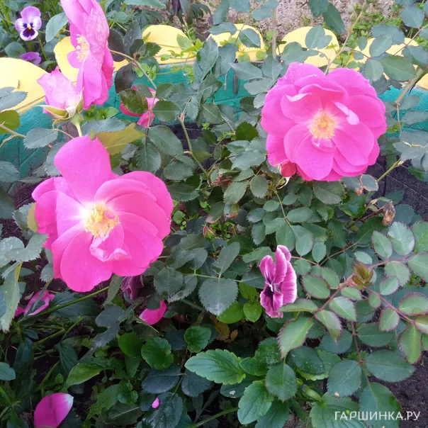 превью изображения отзыва