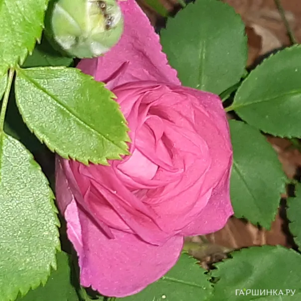 превью изображения отзыва