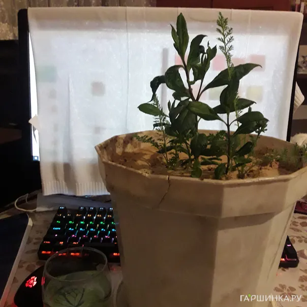 превью изображения отзыва