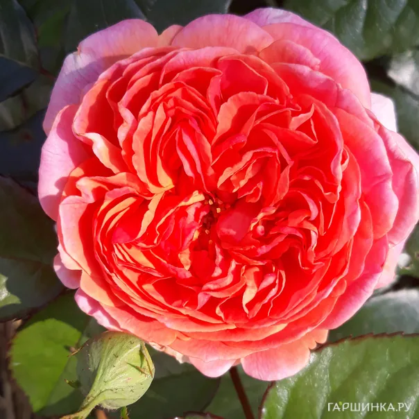 превью изображения отзыва