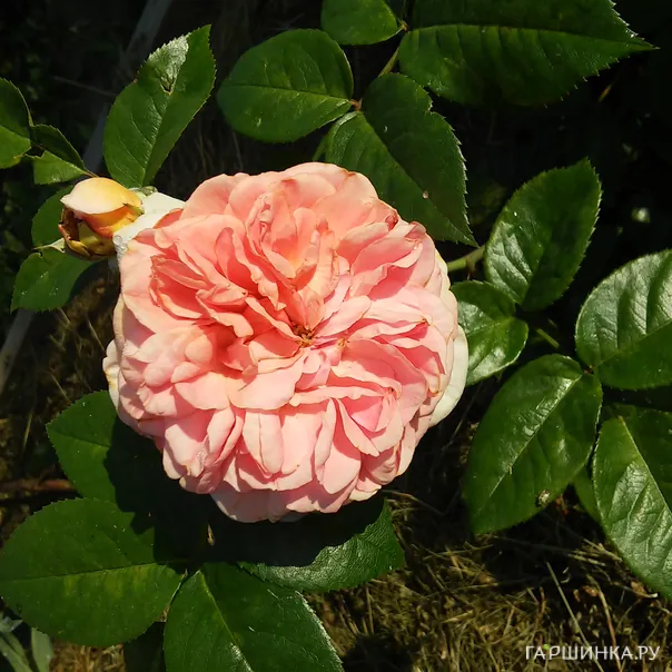 превью изображения отзыва