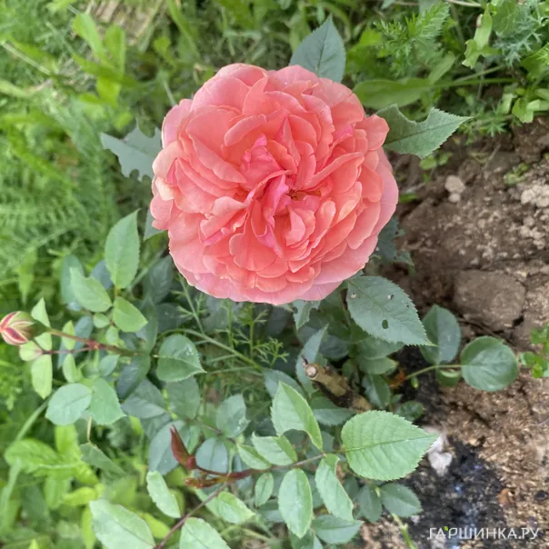 превью изображения отзыва