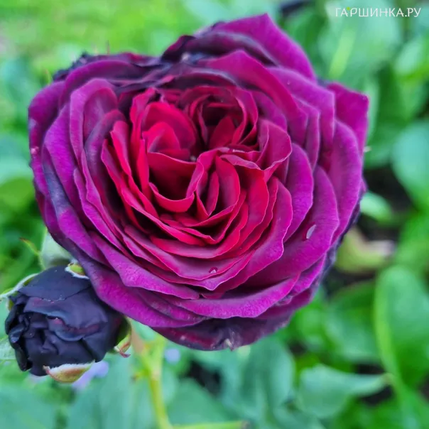 превью изображения отзыва