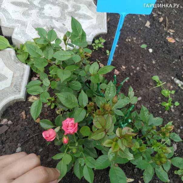 превью изображения отзыва