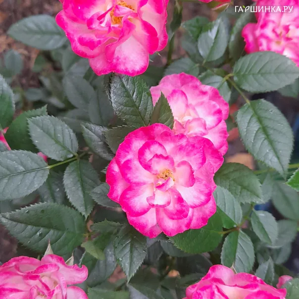 превью изображения отзыва