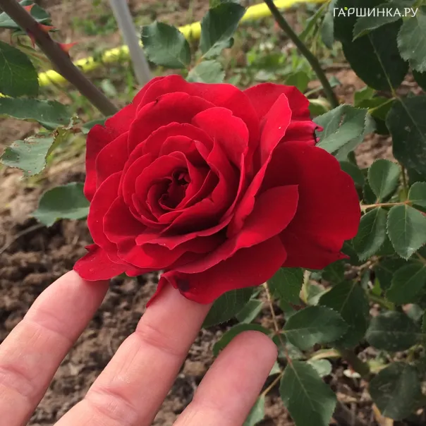 превью изображения отзыва