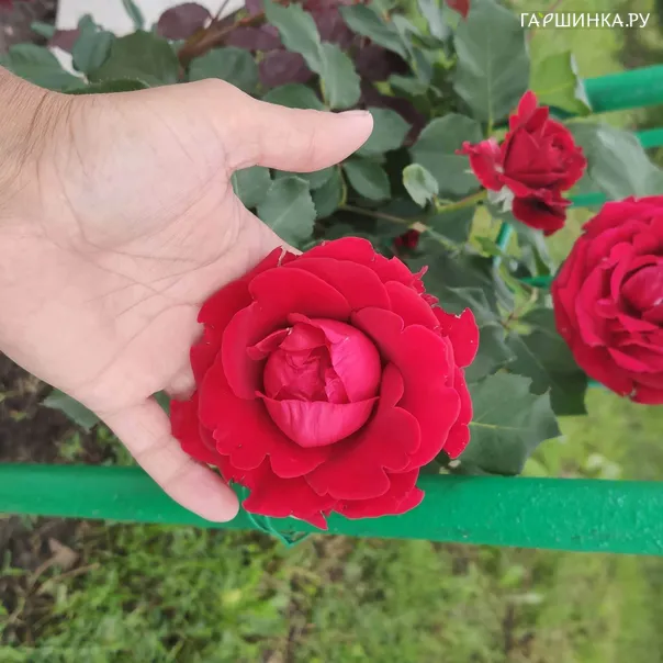 превью изображения отзыва