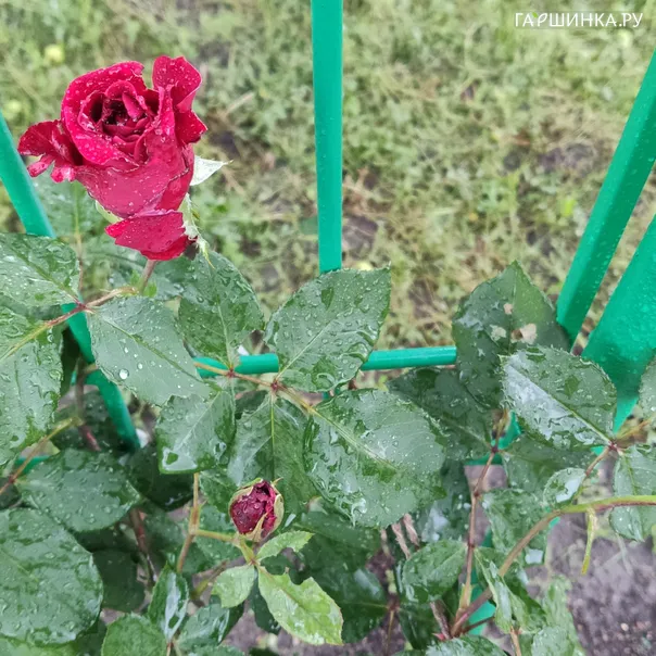 превью изображения отзыва