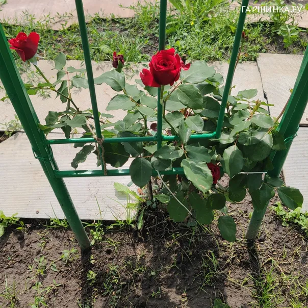 превью изображения отзыва