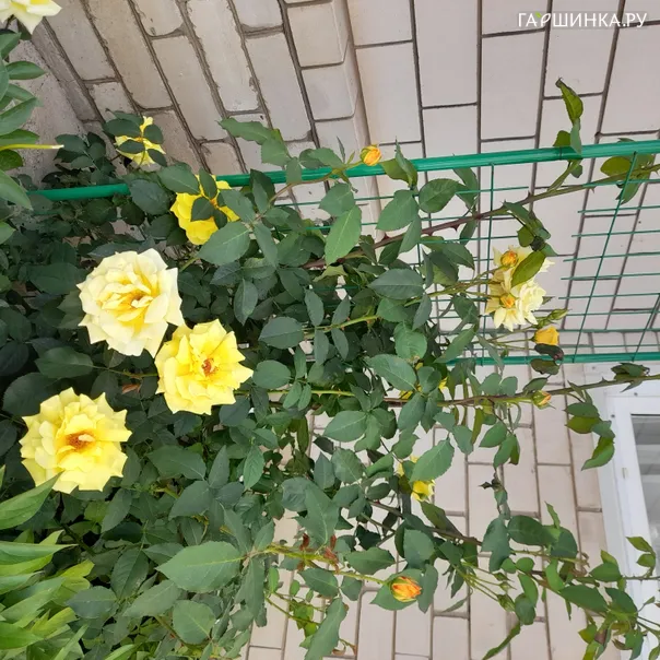превью изображения отзыва
