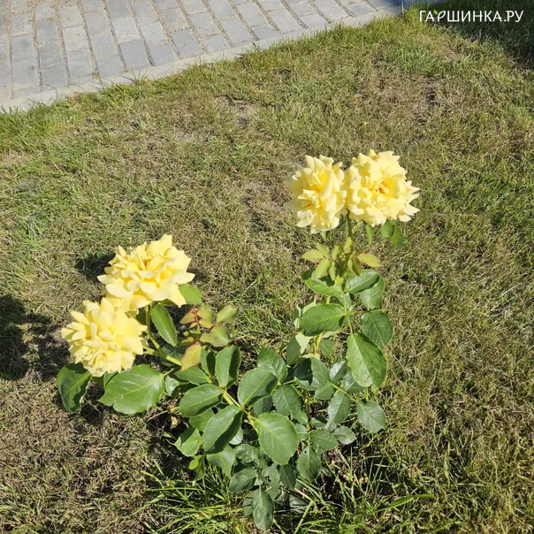 превью изображения отзыва