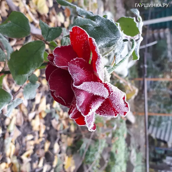 превью изображения отзыва