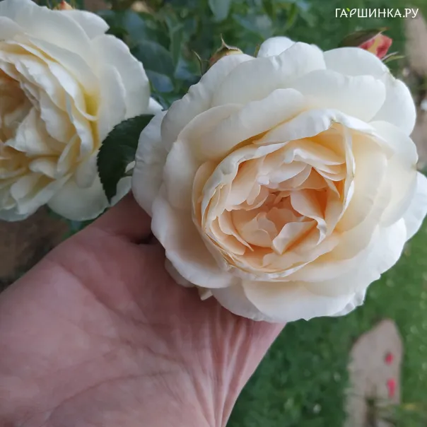 превью изображения отзыва