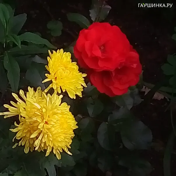 превью изображения отзыва