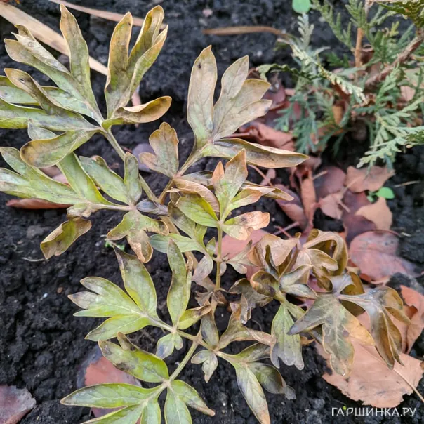 превью изображения отзыва