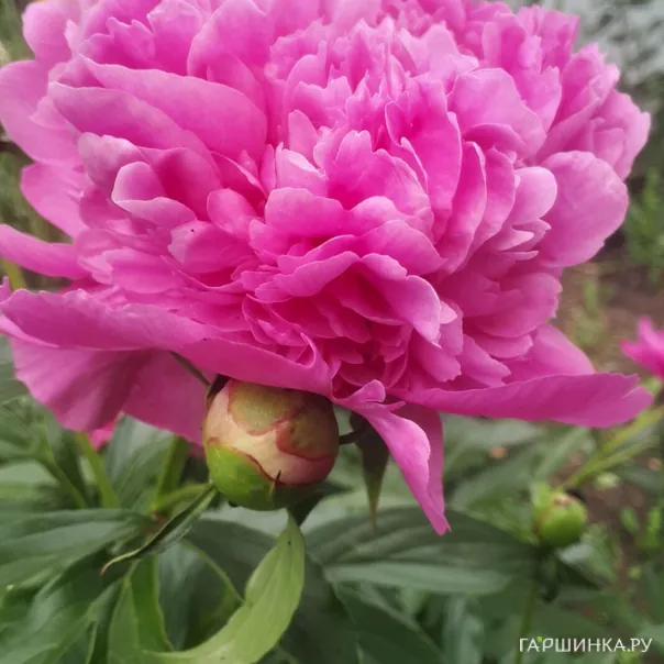 превью изображения отзыва