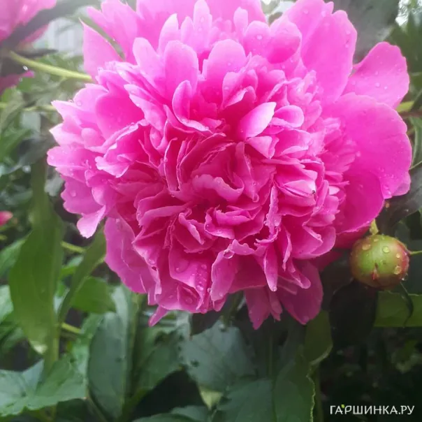 превью изображения отзыва