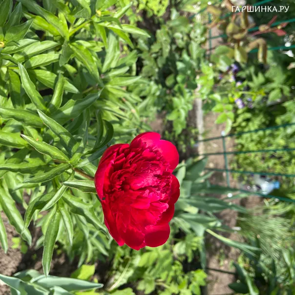 превью изображения отзыва
