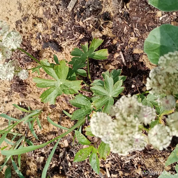 превью изображения отзыва