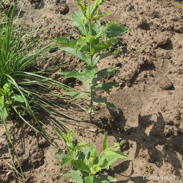 превью изображения отзыва