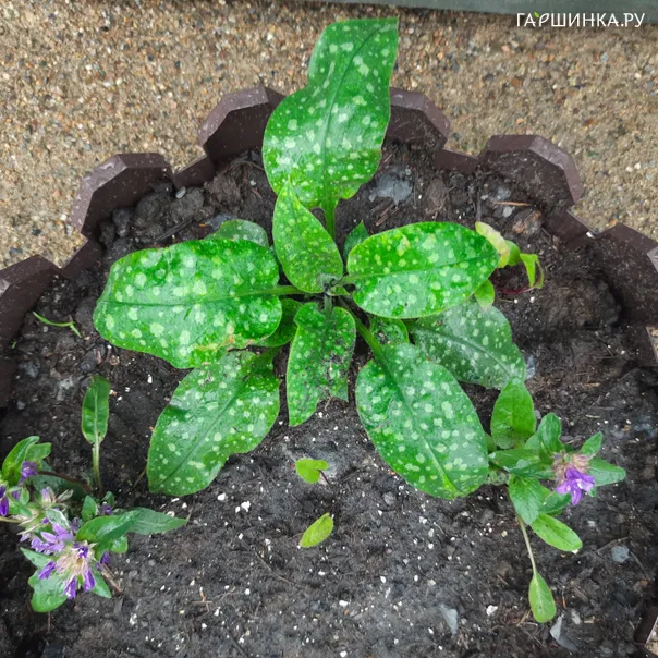 превью изображения отзыва