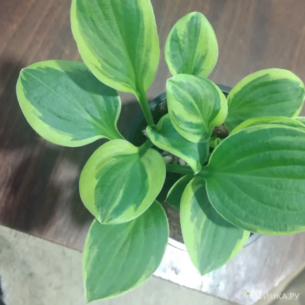 превью изображения отзыва