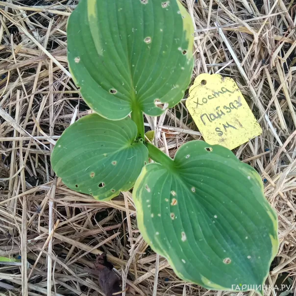 превью изображения отзыва