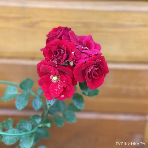 превью изображения отзыва