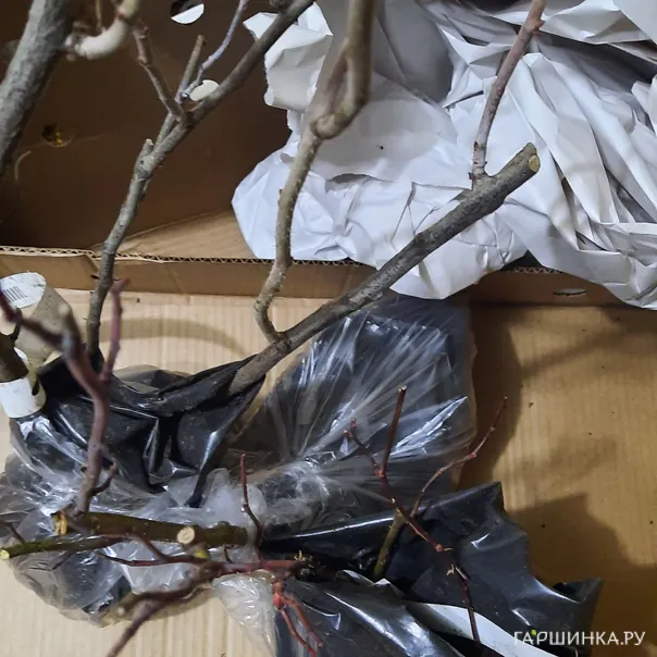 превью изображения отзыва