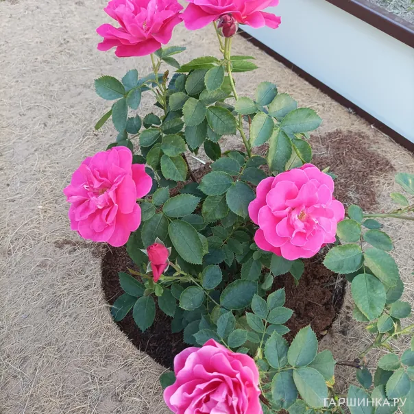 превью изображения отзыва