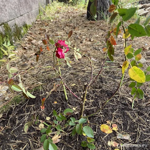 превью изображения отзыва