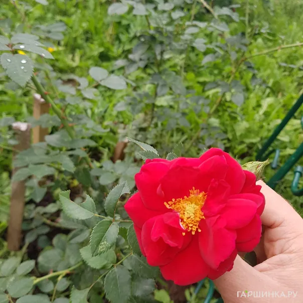 превью изображения отзыва