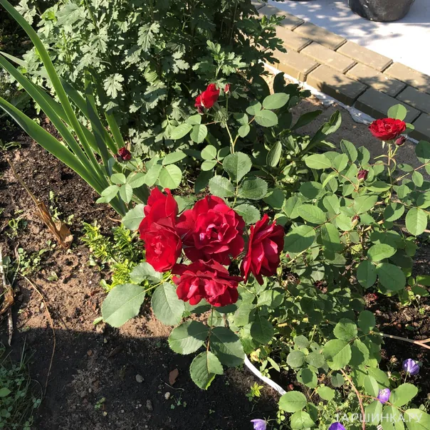 превью изображения отзыва