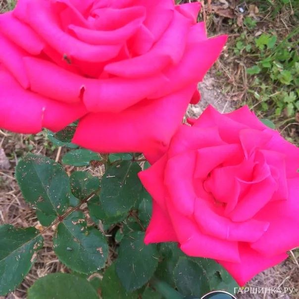 превью изображения отзыва