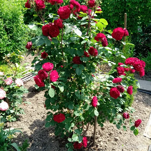 превью изображения отзыва