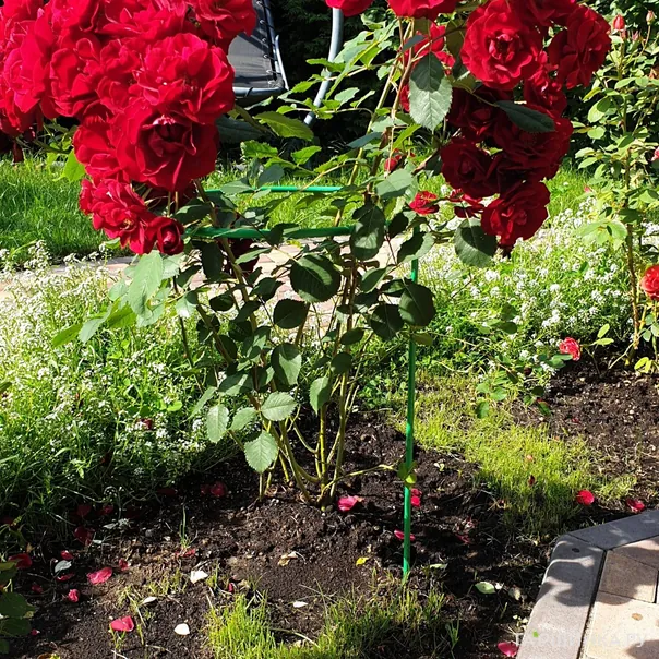 превью изображения отзыва