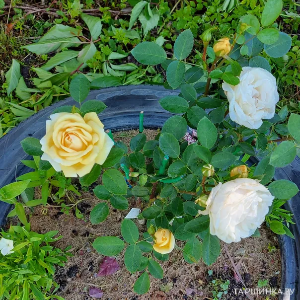 превью изображения отзыва