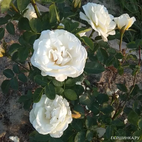 превью изображения отзыва