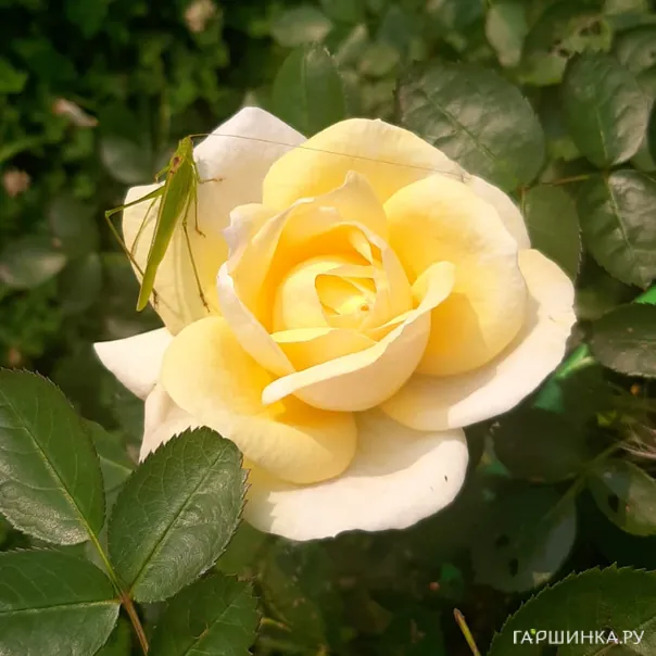 превью изображения отзыва