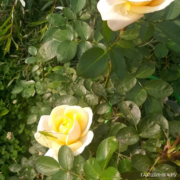 превью изображения отзыва