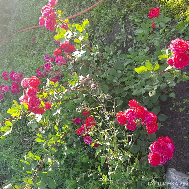 превью изображения отзыва