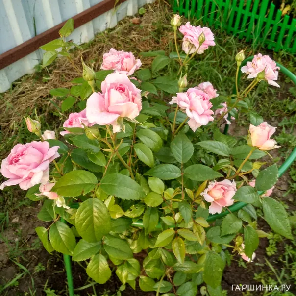 превью изображения отзыва