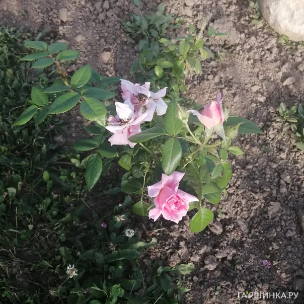 превью изображения отзыва