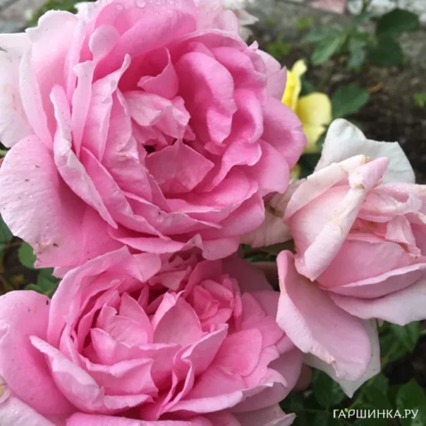 превью изображения отзыва