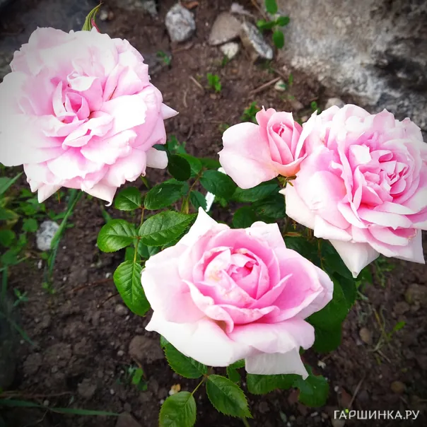 превью изображения отзыва