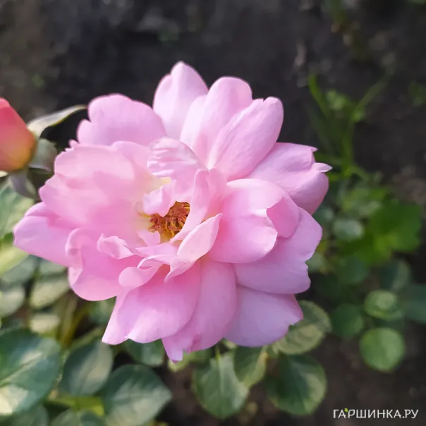 превью изображения отзыва