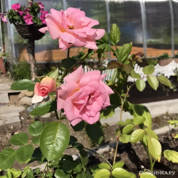 превью изображения отзыва