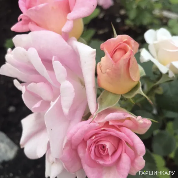 превью изображения отзыва